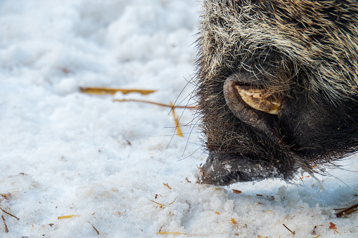 Grünau im Almtal, Austrian Alps, Austria - February 16th 2019. Wild boar searching food during winter.