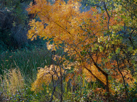 Riparian forest autumn leaf color landscape scene