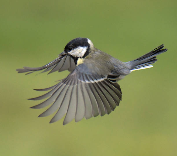 istock Blue Tit and Great Tit in flight 1173628419