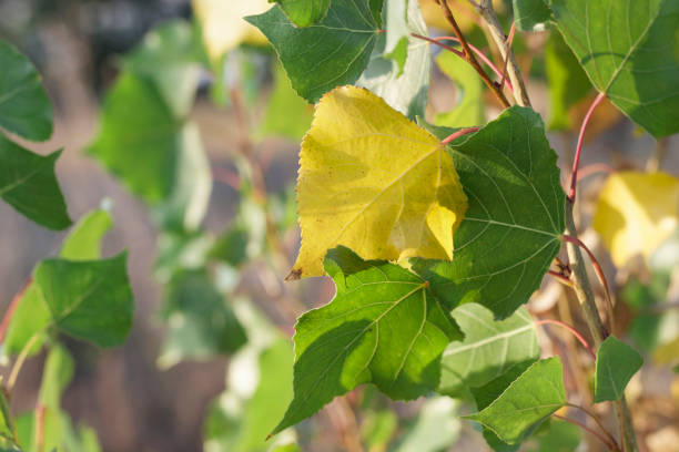 istock yellow and green leaves on tree branches, summer transition to autumn 1173628478
