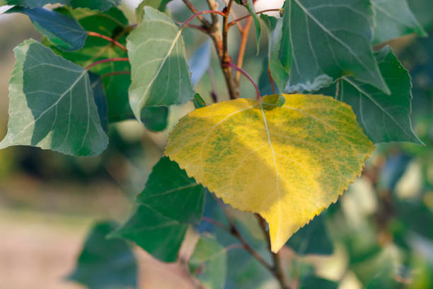 istock yellow and green leaves on tree branches, summer transition to autumn 1173628483