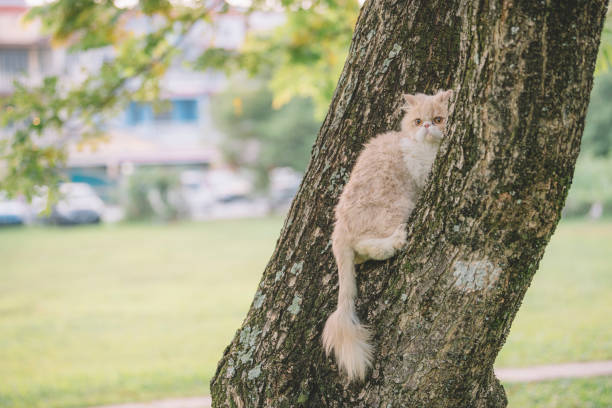 a domestic cat climbing up a tree at public park