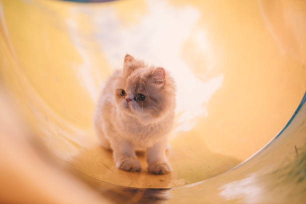a persian kitten inside a children playground tunnel looking around curiously