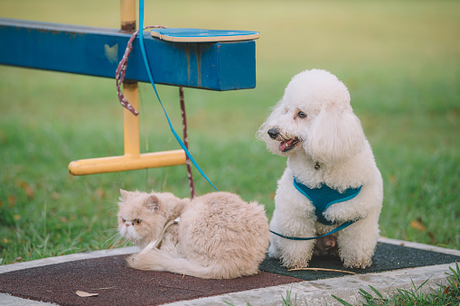 a domestic cat and dog at public park with leash waiting for their owner