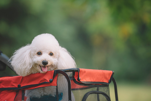 a toy poodle stick his head out from pet trolley and looking at the camera