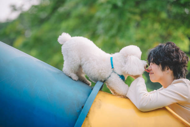 une adolescente chinoise asiatique de liaison de temps avec son caniche de jouet d'animal familier dans le parc public - sticking out tongue animal tongue teenage girls licking photos et images de collection