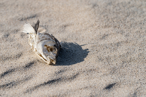 Dead fish on beach