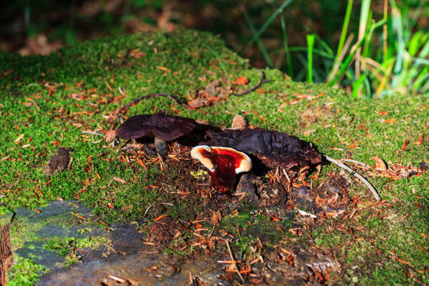 istock Lingzhi mushroom or reishi mushroom - ganoderma lucidum 1173632635