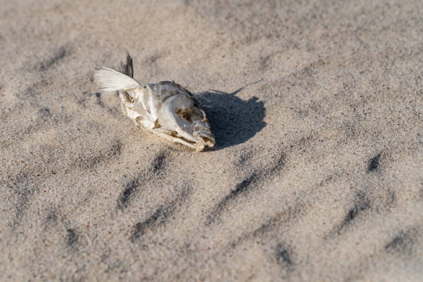 istock dried fish skeleton lying on the sand 1173632637