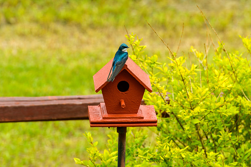 A Tree Swallow perching on top of a red birdhouse under the bright Spring sunlight. Colorado, USA.