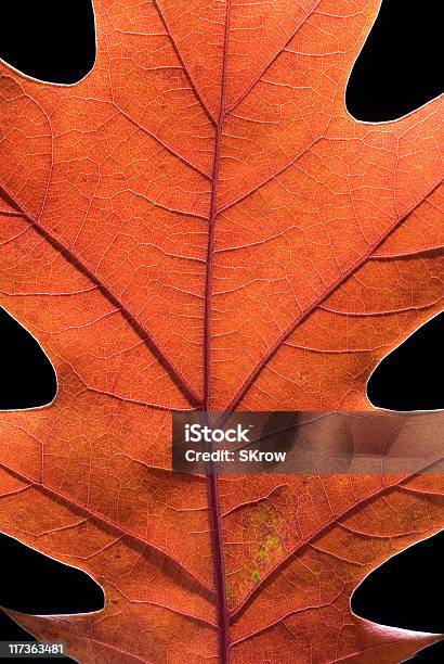 Liść Dębu W Jesień - zdjęcia stockowe i więcej obrazów Bliskie zbliżenie - Bliskie zbliżenie, Botanika, Chrupiący