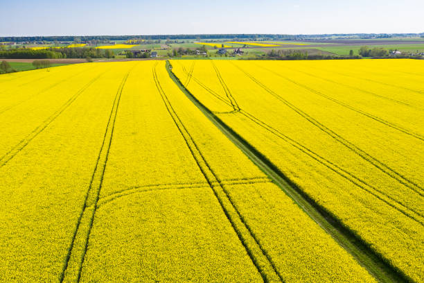 istock rapeseed field seen from above 1173636402
