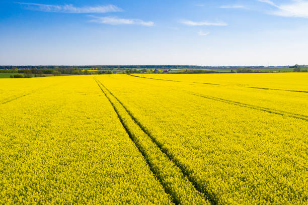 istock rapeseed field seen from above 1173636978