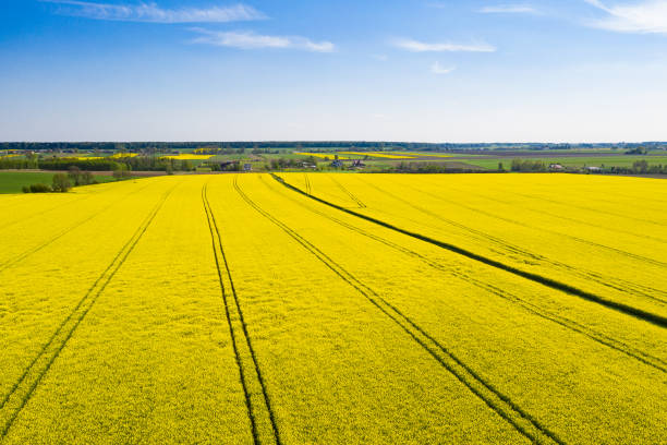 istock rapeseed field seen from above 1173637532