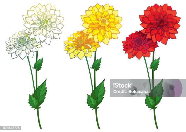 Vector Set With Outline Dahlia Or Dalia Flower Bunch In Red Yellow And  Pastel White And Ornate Leaf Isolated On White Background Stock  Illustration - Download Image Now - iStock