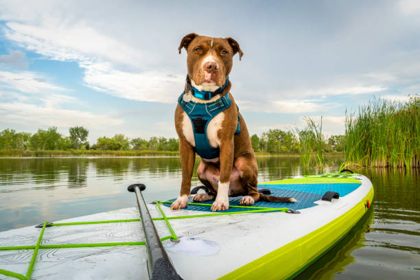 Pit bull terrier dog on an inflatable stand up paddleboard, summer scenery with green reeds, travel and vacation with your pet  concept
