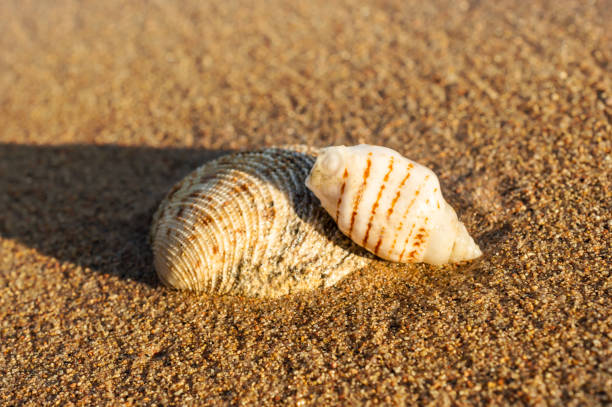 istock Two seashells on the sand at sea beach. 1173639965