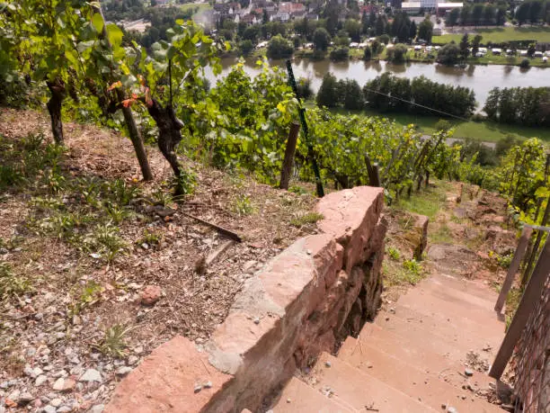 Stairs and dry stone wall on a vineyard