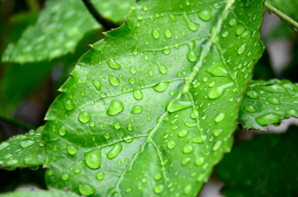 istock Drops of water on a green leaf. 1173641667