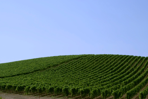 Vineyard rows over rolling hills in Sardinia, Italy.