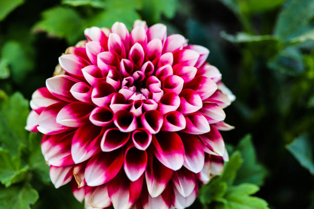 istock Dahlia White and Red flower. 1173642996