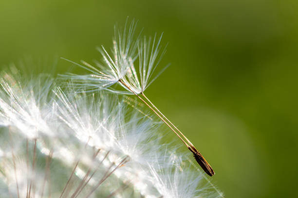istock Close-up look on a dandelion seed in the meadow with a green background 1173644123