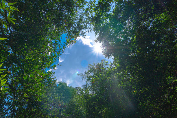istock The morning light from the treetops 1173645371
