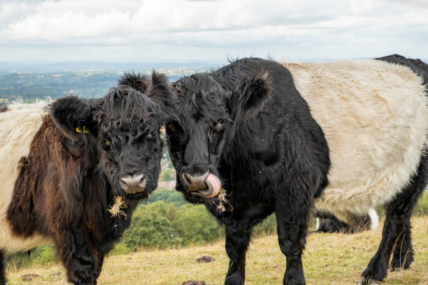 istock Longhaired highland cattle on the Malvern Hills Worcestershire 1173645440
