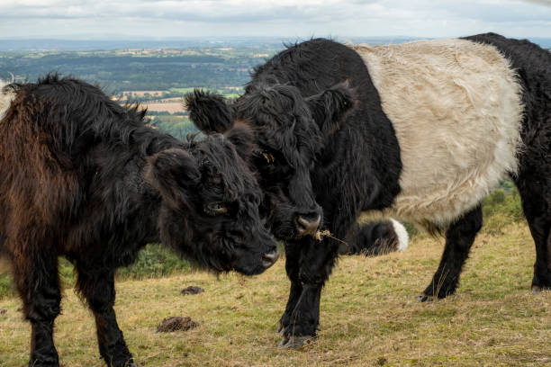 istock Longhaired highland cattle on the Malvern Hills Worcestershire 1173645488