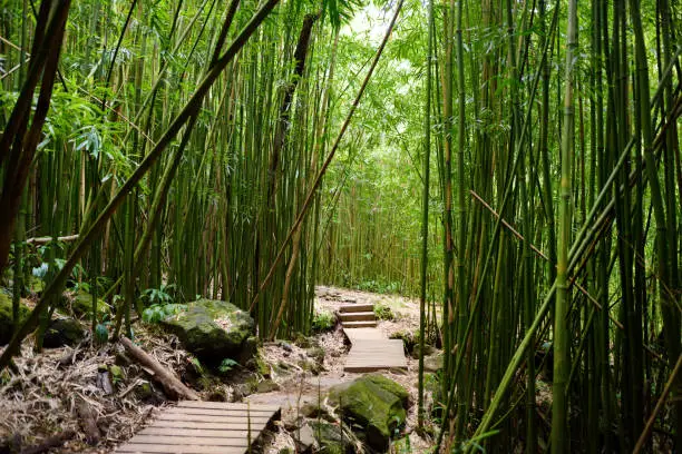 Photo of Path through dense bamboo forest, leading to famous Waimoku Falls. Popular Pipiwai trail in Haleakala National Park on Maui, Hawaii.