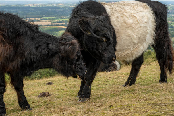 istock Longhaired highland cattle on the Malvern Hills Worcestershire 1173645527