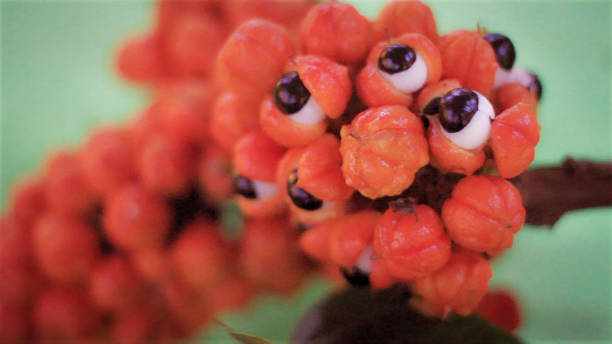 amazon guarana - guarana - stock snímky, obrázky a fotky