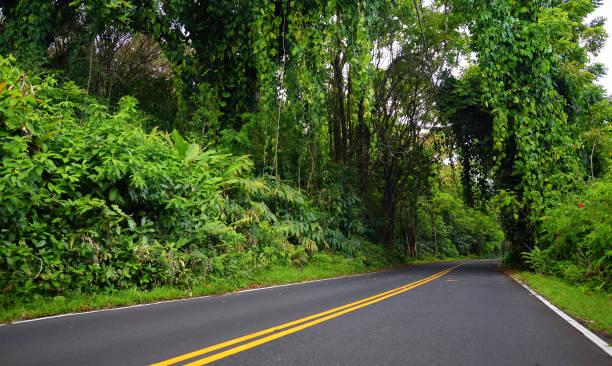 célèbre route à hana chargé de ponts étroits à une voie, virages en épingle à cheveux et des vues incroyables île, route côtière sinueuse avec vue sur les falaises, cascades, et des miles de forêt tropicale. maui, hawaï - hawaii islands hana maui curve photos et images de collection