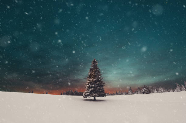 クリスマスツリーの夕焼け - tranquil scene tree sunset snow ストックフォトと画像