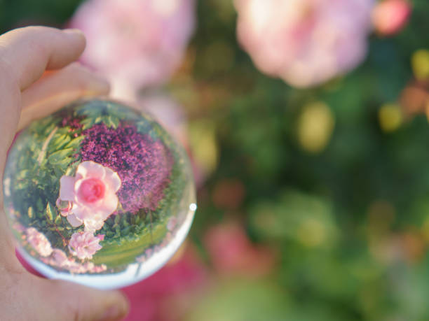 Photography of pink rose flower and green grass in a clear glass crystal ball.  Concepts of beauty of nature.
