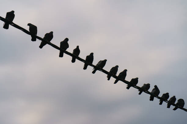 istock City wild birds lifestyles 1173648194