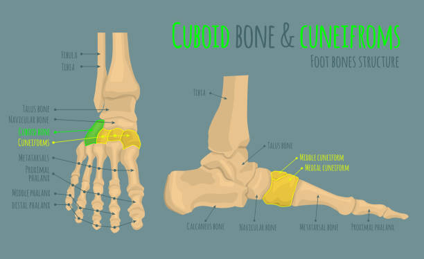 Foot bones anatomy Foot bones anatomy. Structure and names. Cuboid bone and cuneifroms location. Medical scheme. Vector illustration in realistic style isolated on green background. Educational poster. Medicine concept femur bone anatomy drawing stock illustrations