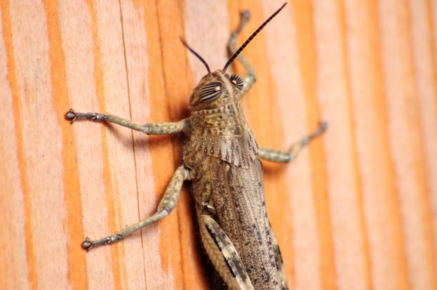 istock Gray Locust  on a wood board 1173649007
