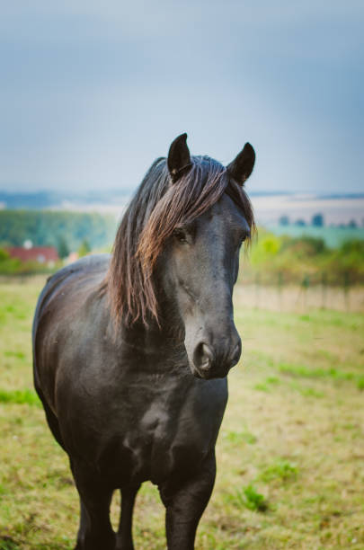 istock black horse in the meadow 1173652303