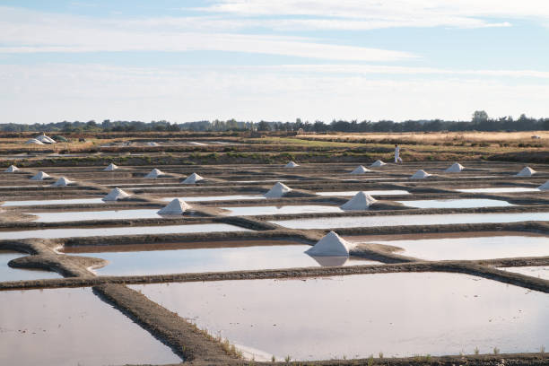 istock Salt production in Noirmoutier 1173653966