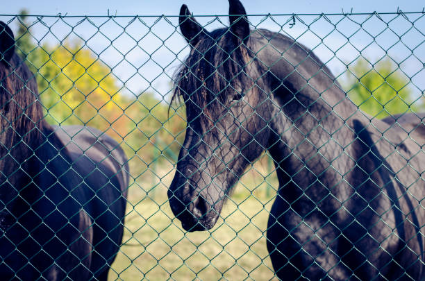 Portrait of a horse.