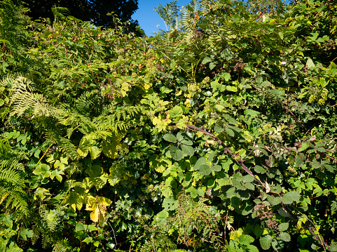 A rural hedge on a sunny September day. The hedge contains all sorts of young trees, bushes, brambles, ferns and various creepers, including ivy and wild hops.
