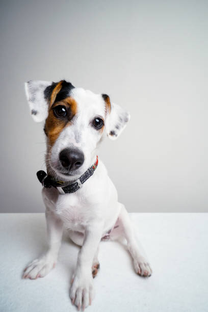 istock Jack Russel Terrier Puppy sitting at white table 1173657575