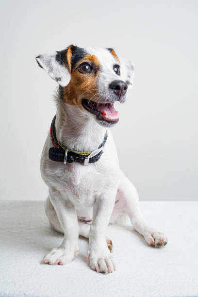 istock Jack Russel Terrier Puppy sitting at white table 1173657594