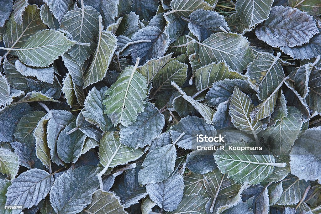 Морозный Осенние листья - Стоковые фото Абстрактный роялти-фри