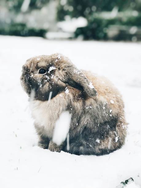 istock Louisiana snow bun 1173659371