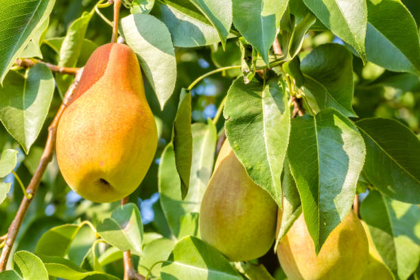 istock Ripe pears on a branch in the garden, close-up 1173661037