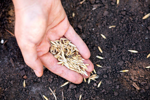 istock Woman hand planting oat seeds in soil. 1173662063