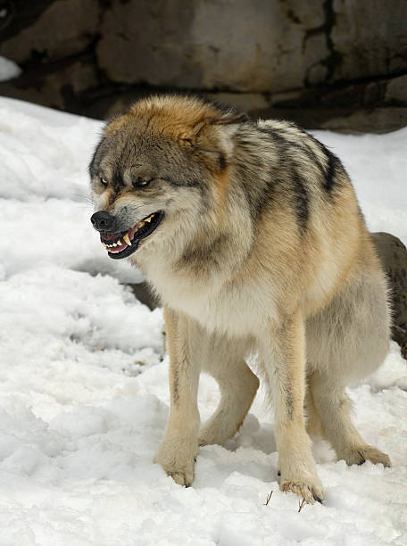 istock Gray Mexican Wolf (Canis lupus baileyi) Crouches Submissively 117366317
