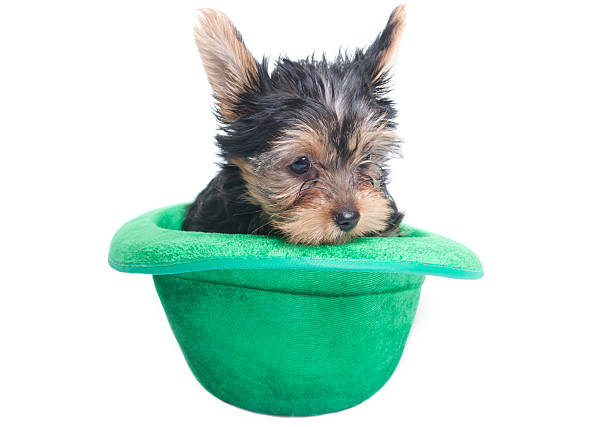 Yorkshire terrier portrait close up
